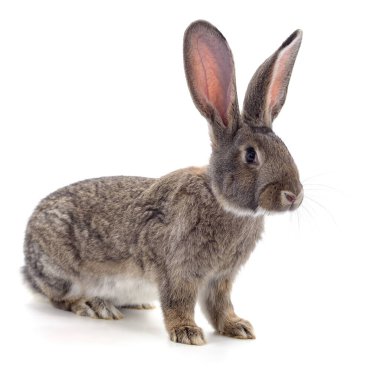 Beyaz arka planda izole edilmiş kahverengi bir tavşan..