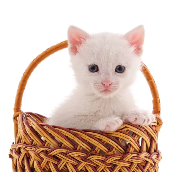 Kätzchen Einem Korb Isoliert Auf Weißem Hintergrund — Stockfoto