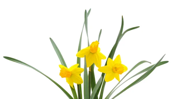 Gele Bloemen Narcissus Geïsoleerd Een Witte Achtergrond — Stockfoto
