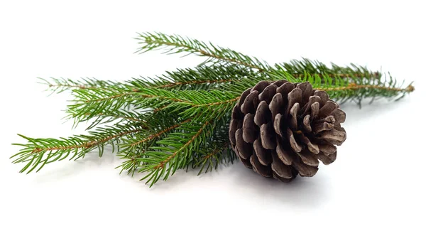 Cones Christmas Tree Isolated White Background — Stock Photo, Image