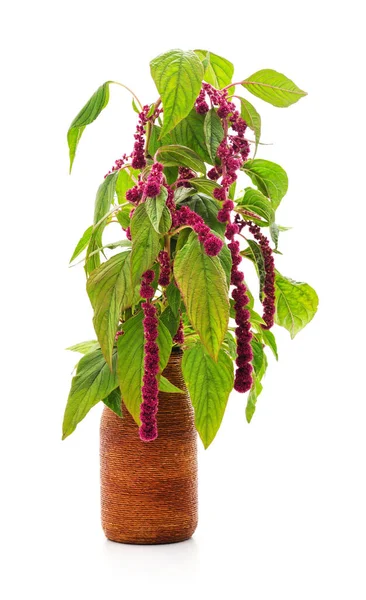 Amarante Aux Fleurs Rouges Isolées Sur Fond Blanc — Photo