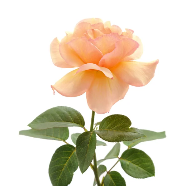 Une Rose Orange Isolée Sur Fond Blanc — Photo