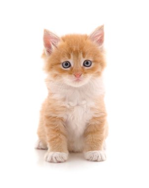 Beyaz bir arka planda izole edilmiş küçük bir kedi yavrusu..