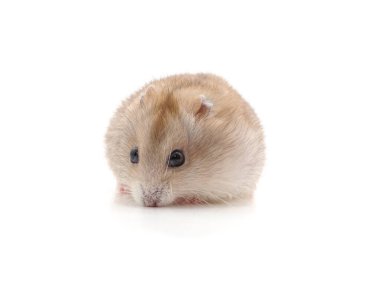 Beyaz arka planda beyaz küçük bir hamster..