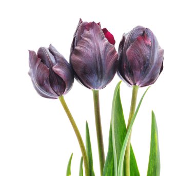 Beyaz bir arka plan üzerinde izole koyu lale buketi.