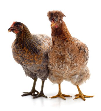 Beyaz arka plan üzerinde izole iki kahverengi tavuk.