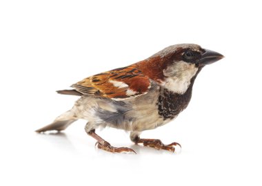 Beyaz arka planda izole edilmiş küçük bir serçe..