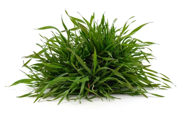 Bunch Green Grass Isolated White Background — Stock Photo, Image