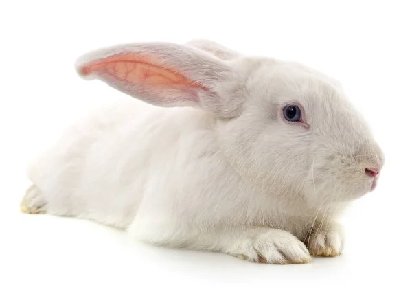 一只白色的兔子在白色的背景上被隔离 — 图库照片