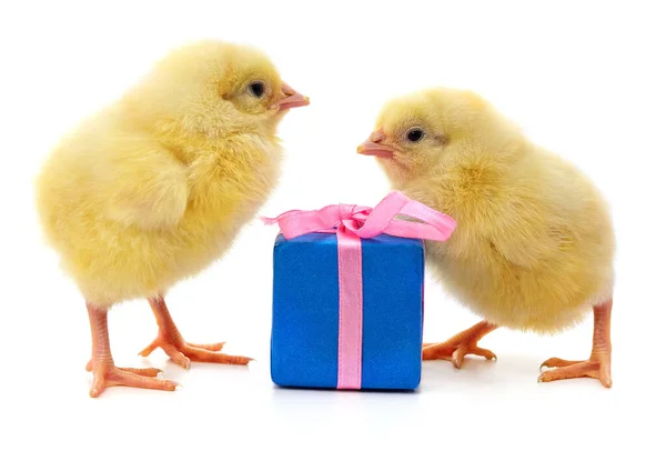 白地に隔離された鶏と贈り物 — ストック写真