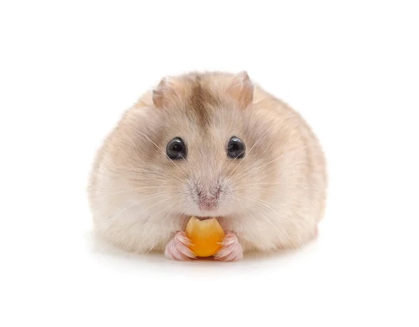 Hamster Que Come Isolado Fundo Branco — Fotografia de Stock