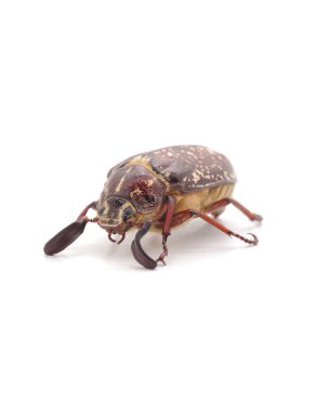 Beyaz benekli kahverengi böcek beyaz arka planda izole edilmiş..