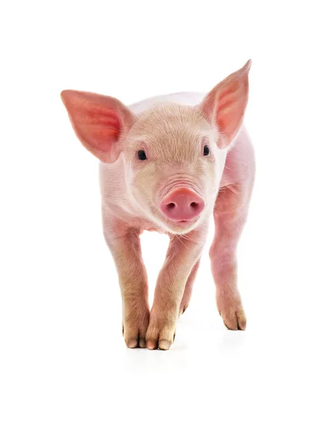 Little Pink Pig Isolated White Background — Stock Photo, Image