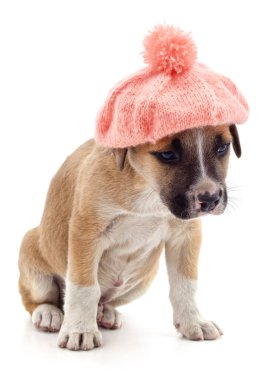 Beyaz arka planda izole edilmiş kepli köpek.