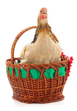Tavuk ve sepet beyaz bir arka plan üzerinde izole.