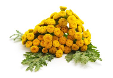 Sarı bir kuyumcunun çiçekleri beyaz arka planda izole edilmiş..