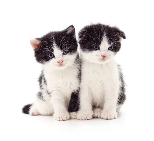 Δύο Μικρά Γατάκια Απομονωμένα Λευκό Φόντο — Φωτογραφία Αρχείου
