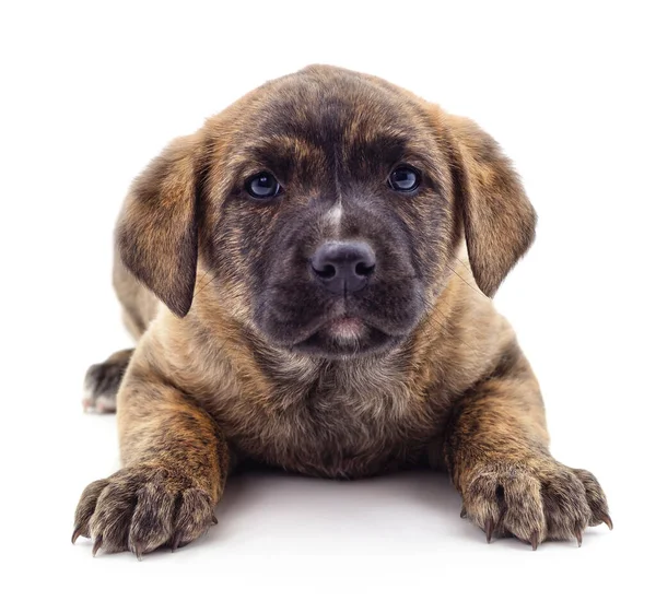 Brown Bellissimo Cucciolo Isolato Uno Sfondo Bianco — Foto Stock