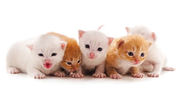 Five Small Cats Isolated White Background — Stock Photo, Image