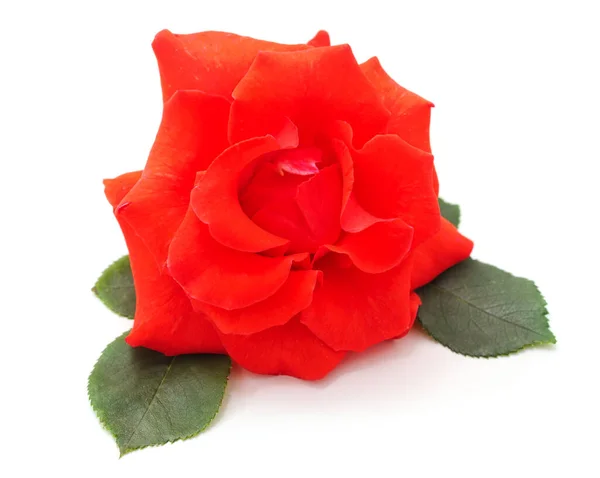 Eine Orangefarbene Rose Isoliert Auf Weißem Hintergrund — Stockfoto