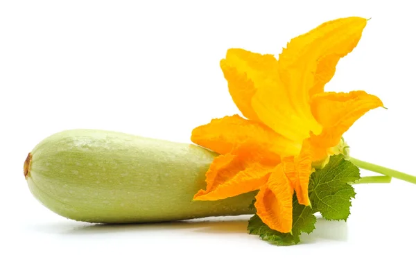 Courgette Verte Fleur Isolée Sur Fond Blanc — Photo