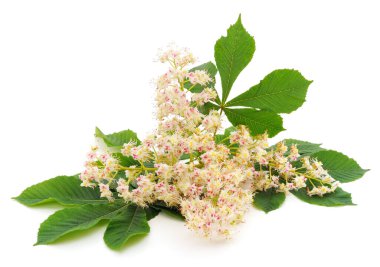 Beyaz arka planda yaprakları olan kestane çiçeği.