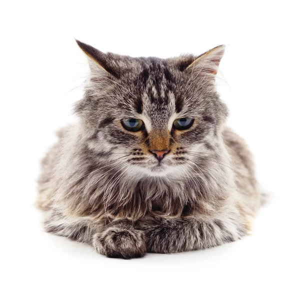 Chat Sans Race Un Chat Gris Simple Image Libre De Droit Par Serkucher C