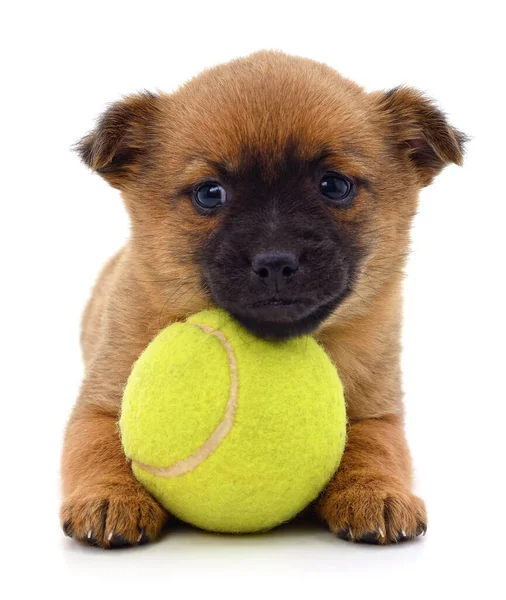 Perro Marrón Con Bola Aislada Sobre Fondo Blanco —  Fotos de Stock