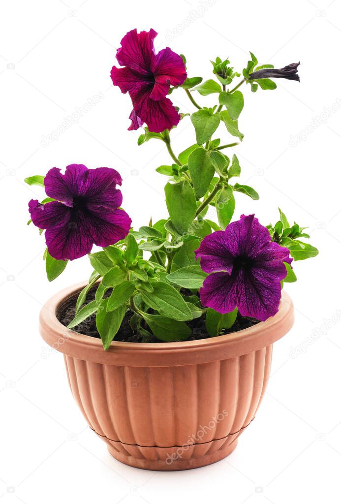 Three petunias in pots are isolated on a white background.