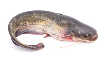 Nehir yayın balığı beyaz bir arkaplanda izole edilmiş..