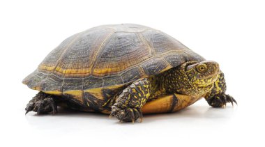 Beyaz arka planda izole edilmiş büyük bir kaplumbağa..