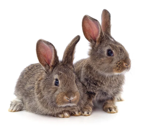 Dos Hermosos Conejos Aislados Sobre Fondo Blanco —  Fotos de Stock