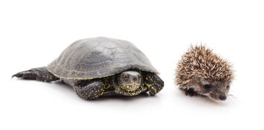 Büyük kaplumbağa ve küçük kirpi beyaz arka planda izole edilmiş..