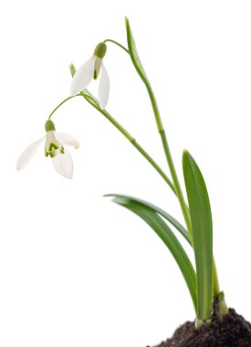 Beyaz arkaplanda filizlenen kar damlaları.