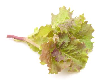 Beyaz arka planda taze marul yaprakları.