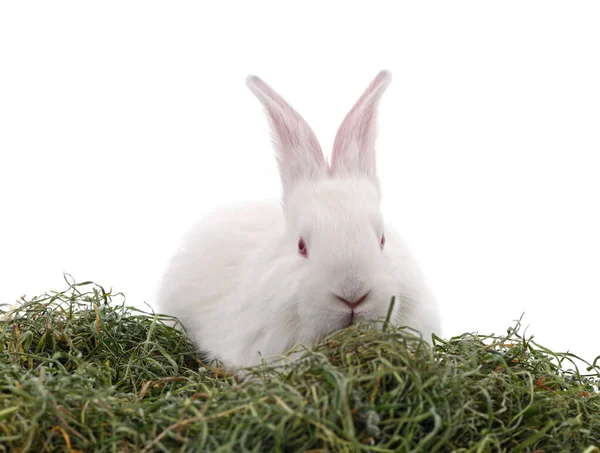 Beyaz Arka Planda Samandaki Beyaz Tavşan — Stok fotoğraf