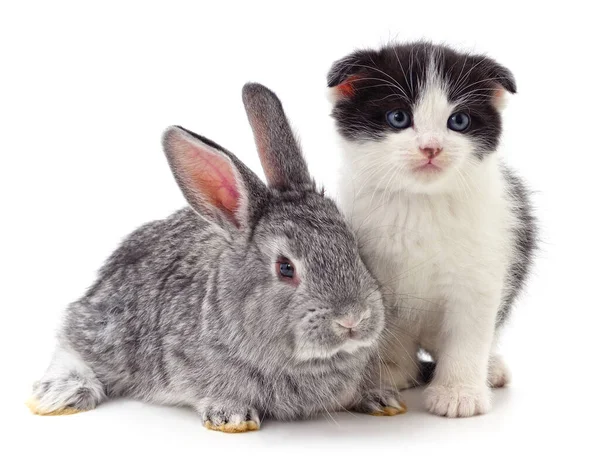 Kitten Konijn Geïsoleerd Een Witte Achtergrond — Stockfoto