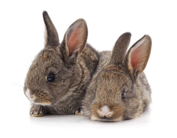 Twee Prachtige Konijnen Geïsoleerd Een Witte Achtergrond — Stockfoto