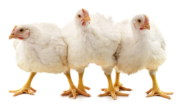 Tres Pollos Blancos Aislados Sobre Fondo Blanco — Foto de Stock