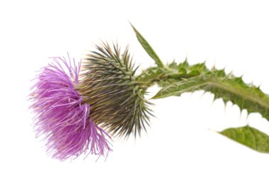 Çiçekli devedikeni ve beyaz arkaplanda izole edilmiş yaprakları.