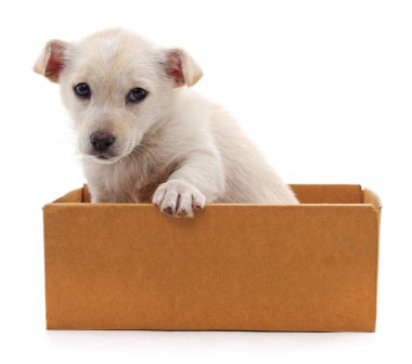 Beyaz arka planda izole bir kutuda beyaz köpek yavrusu.