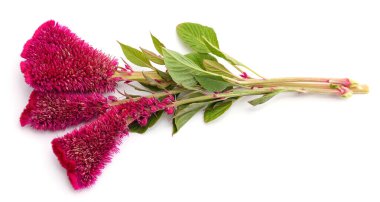 Beyaz bir arka planda izole edilmiş güzel bir çalılık..