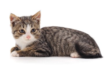 Beyaz bir arka planda izole edilmiş küçük bir kedi yavrusu..