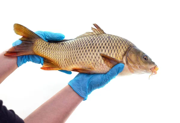 白地に隔離された新鮮な魚を持つ手 — ストック写真