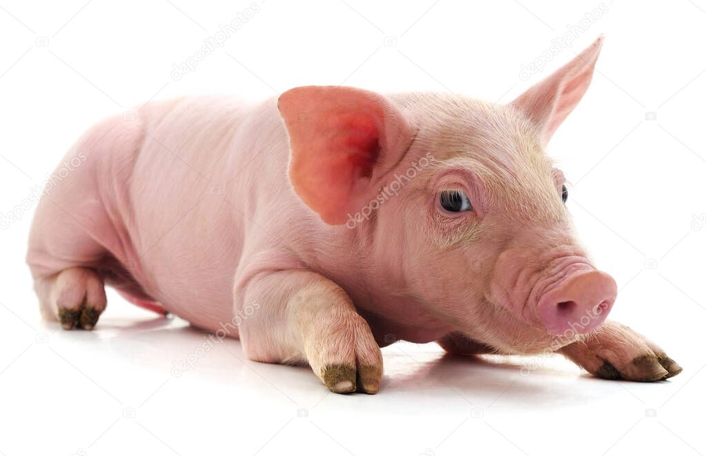 Little pink pig isolated on white background.