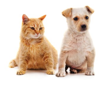 Yavru köpek ve kedi yavrusu beyaz bir arkaplanda izole edilmiş..