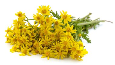 Beyaz arka planda izole edilmiş sarı papatya buketleri..