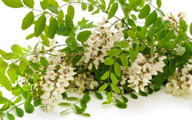 Beyaz arka planda izole edilmiş mor akasya çiçeği.