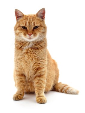 Beyaz arka planda izole edilmiş bir kırmızı kedi..