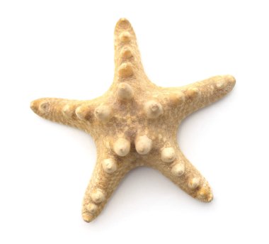Beyaz arka planda izole edilmiş kuru eski deniz yıldızı..